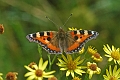 small tortoiseshell butterfly-1